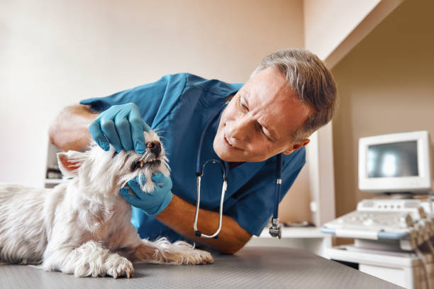  Mount Clemens, MI Emergency Dentist Pros